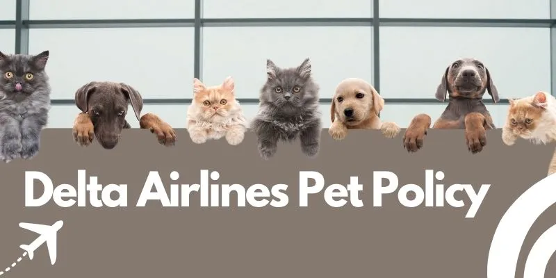 Delta Airlines Pet Policy: Complete Guide to Flying With Pets, Dogs, and Service Animals
